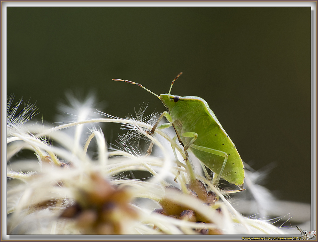 Punaise verte